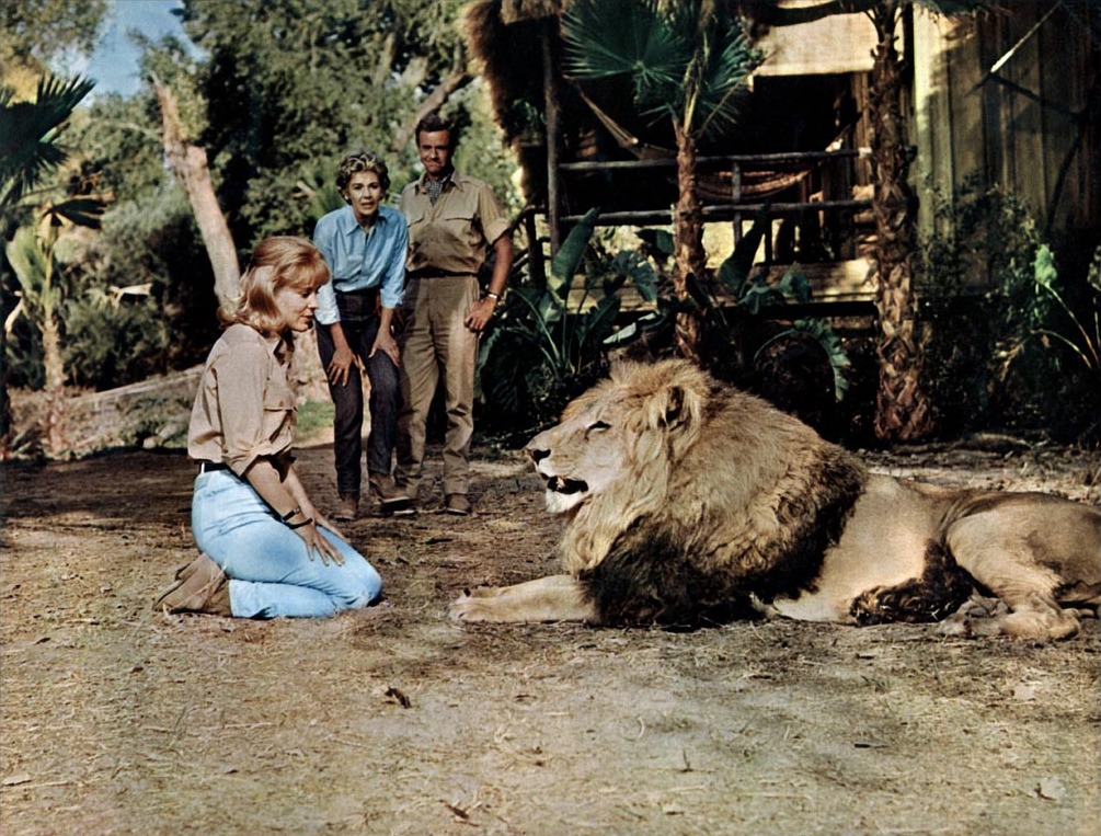 daktari-clarence-le-lion-qui-louche-clarence-the-cross-eyed-lion-10-1970-4-g.jpg