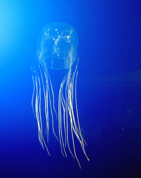 The Box jellyfish