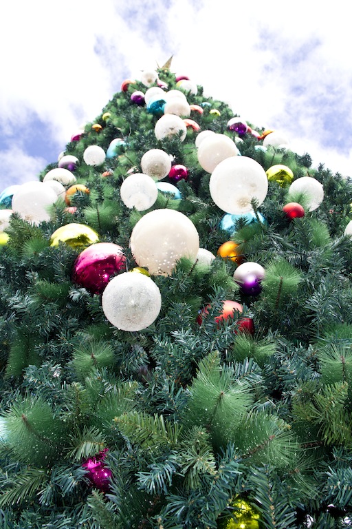 Christmas Tree, Bethlehem New Zealand